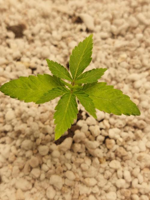 Sunset sherbet go fast. Week 3
