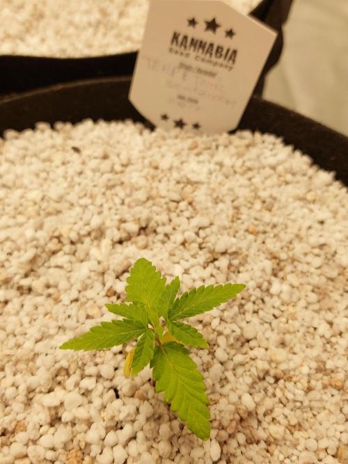 Terp and tonic. Week 2