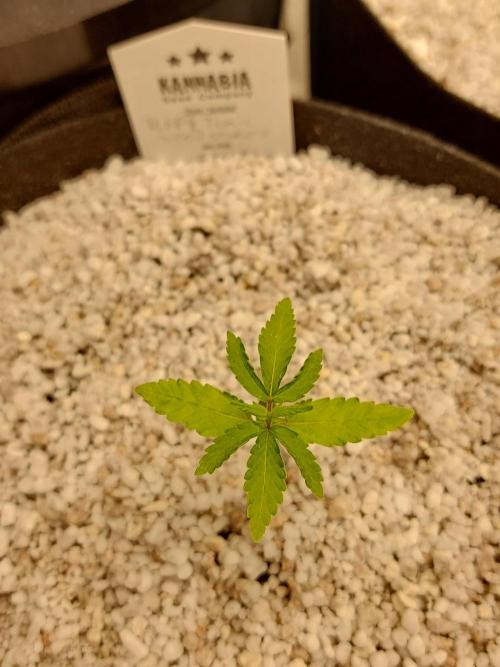Terp and tonic. Week 2