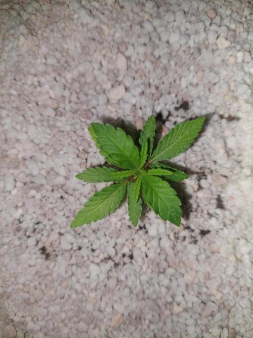 Oreoz USA. Week 3