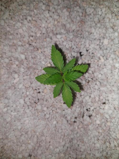 Oreoz USA. Week 3