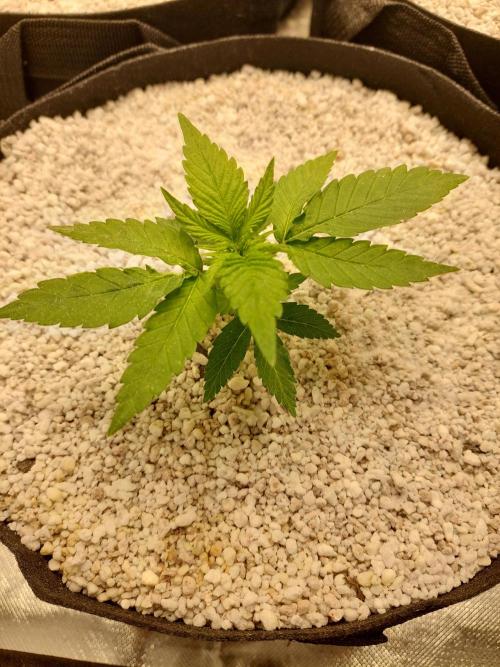 Sunset sherbet go fast. Week 4