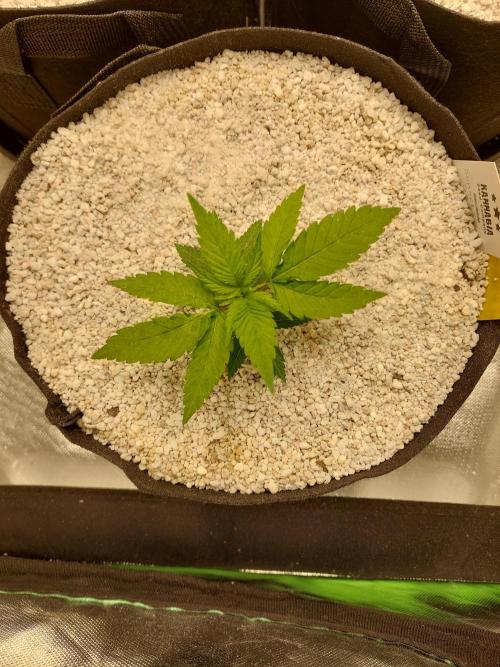 Sunset sherbet go fast. Week 4
