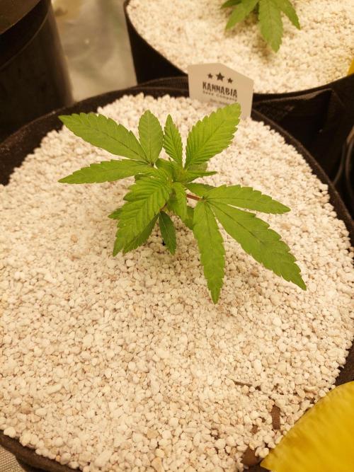 Terp and tonic. Week 3