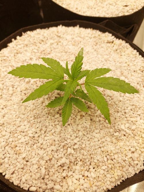 Terp and tonic. Week 3