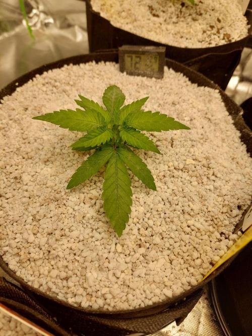 Oreoz USA. Week 4