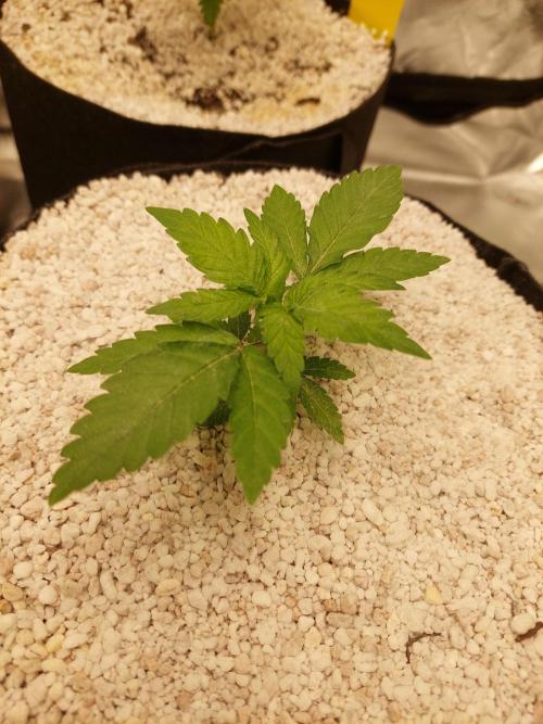 Oreoz USA. Week 4