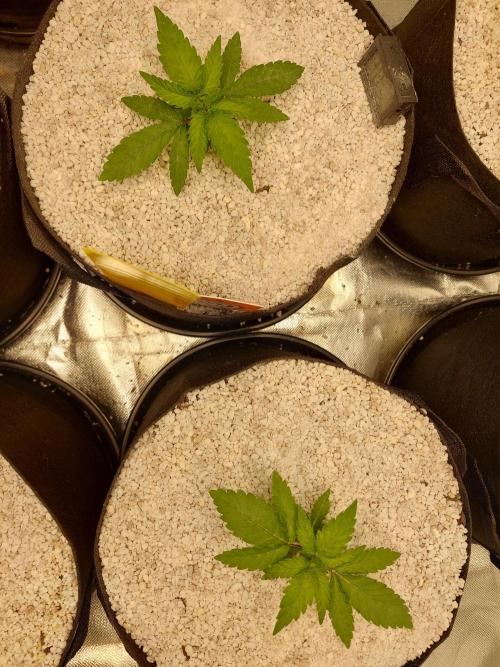 Oreoz USA. Week 4