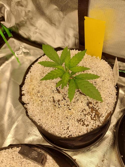 Rainbow sherbet 🌈. Week 3