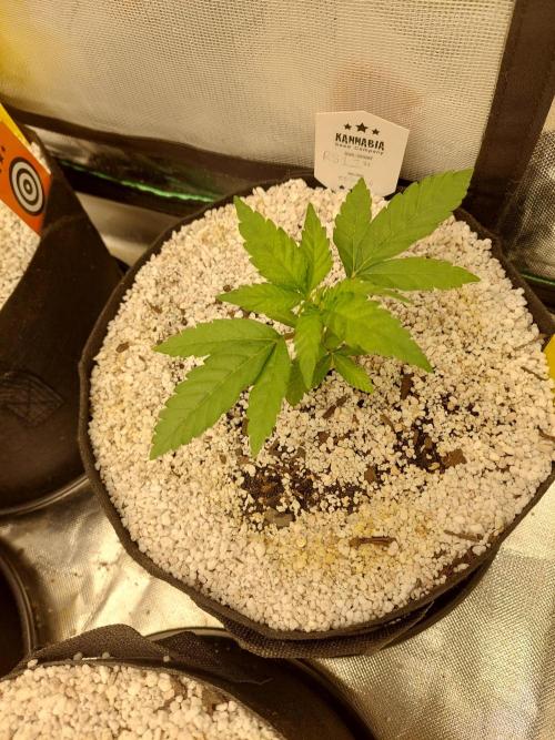 Rainbow sherbet 🌈. Week 3