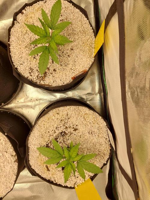 Rainbow sherbet 🌈. Week 3