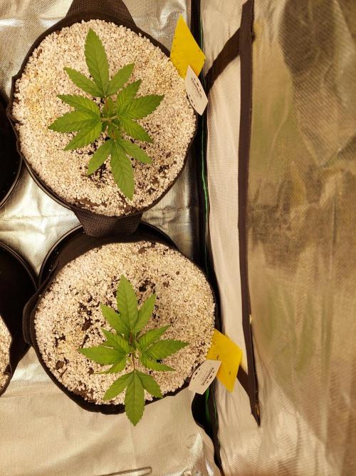 Rainbow sherbet 🌈. Week 3