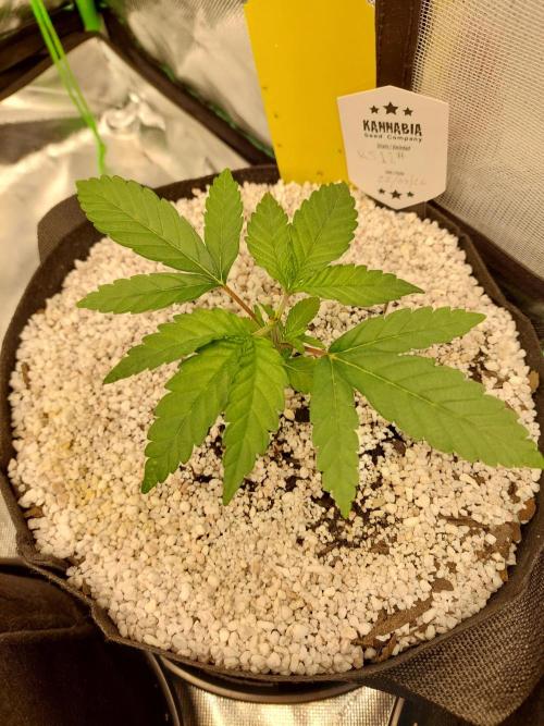 Rainbow sherbet 🌈. Week 3