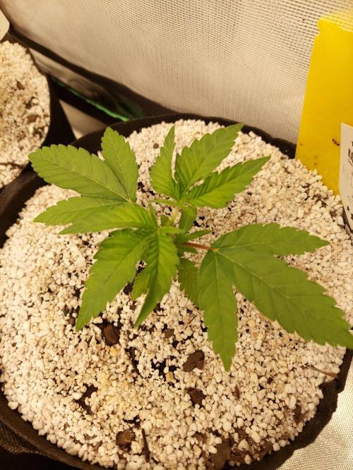 Rainbow sherbet 🌈. Week 3