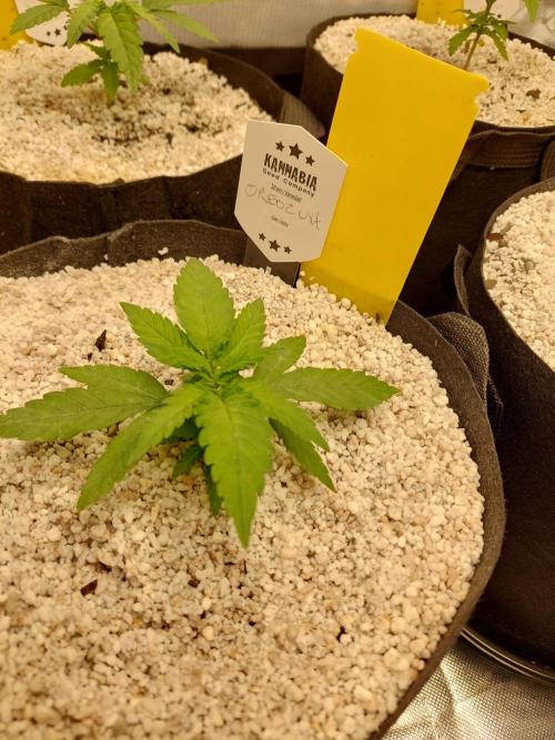 Oreoz USA. Week 4