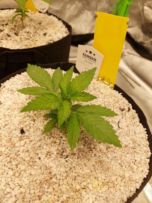 Oreoz USA. Week 4