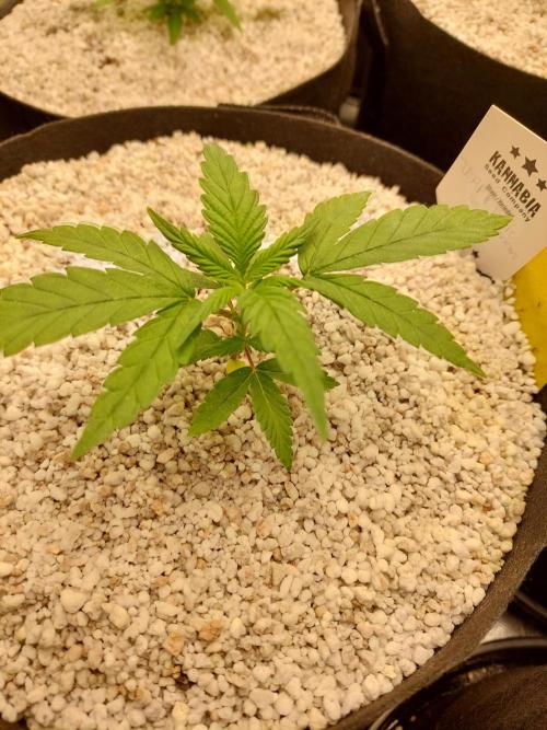Terp and tonic. Week 3