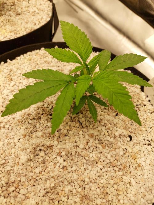 Terp and Tonic. Week 3
