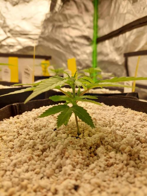 Sunset sherbet go fast. Week 4