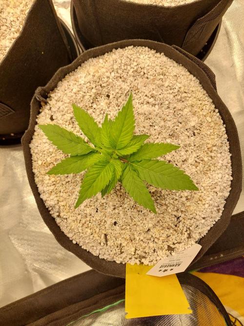 Sunset sherbet go fast. Week 4
