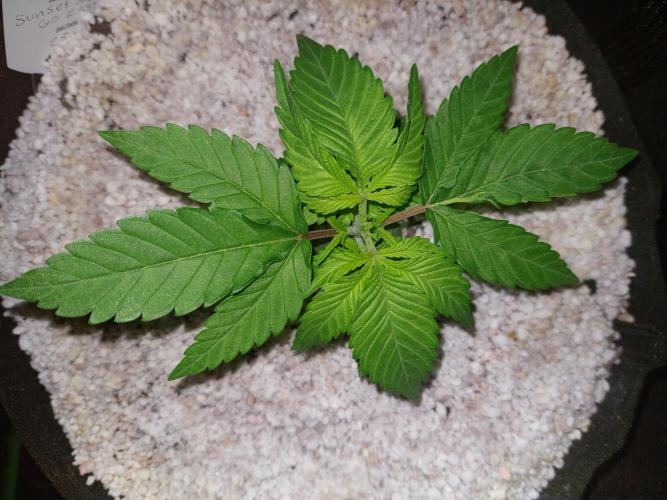 Sunset sherbet go fast. Week 4