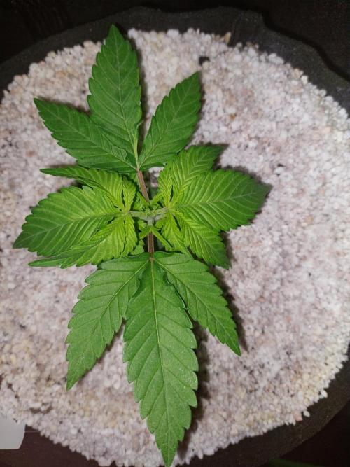 Sunset sherbet go fast. Week 4