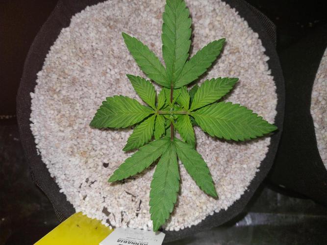 Terp and Tonic. Week 3