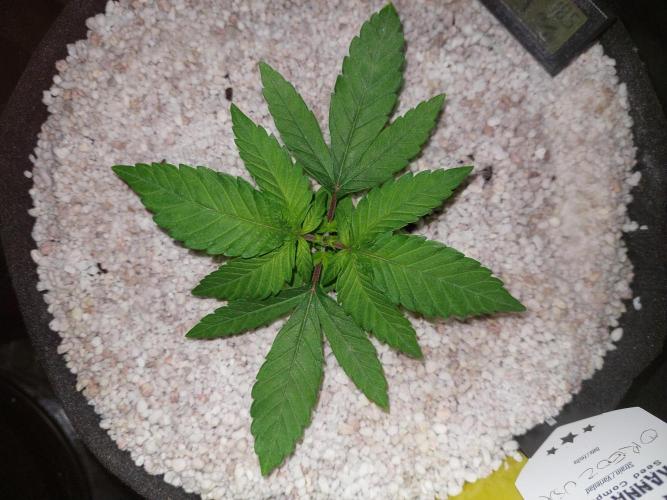 Oreoz USA. Week 4