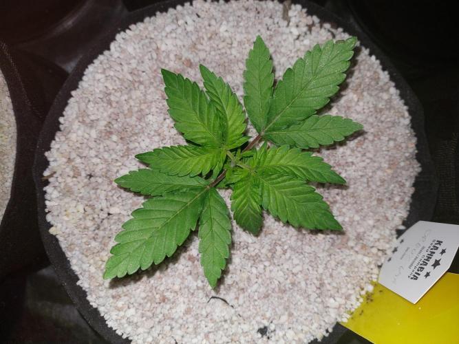 Oreoz USA. Week 4
