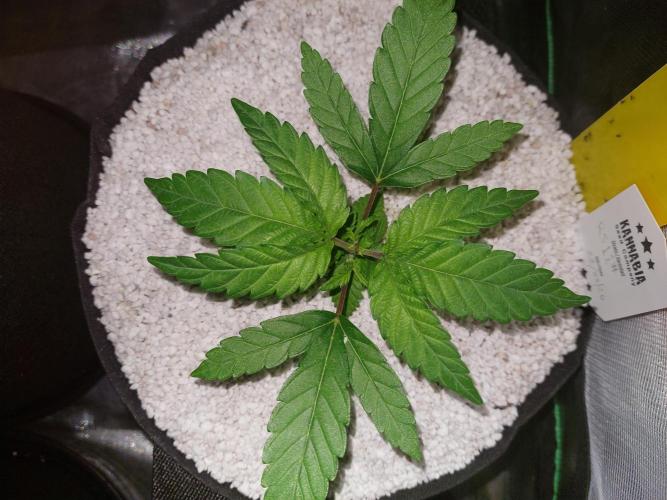 Rainbow sherbet 🌈. Week 3