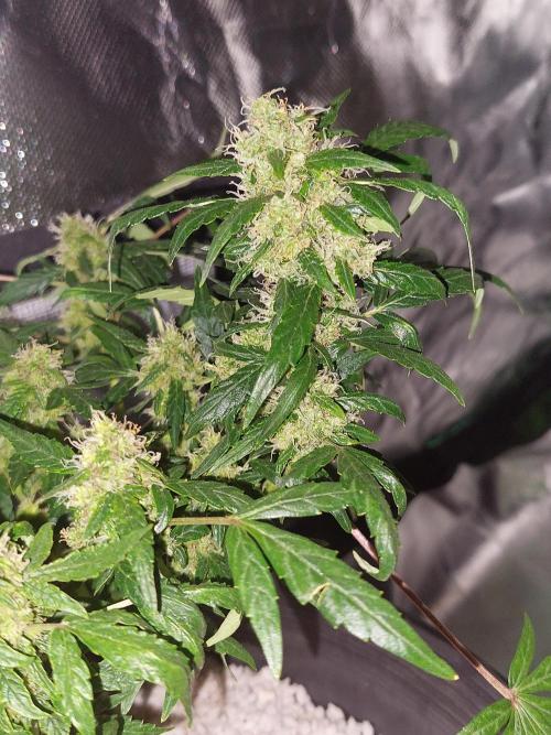 . Week 8