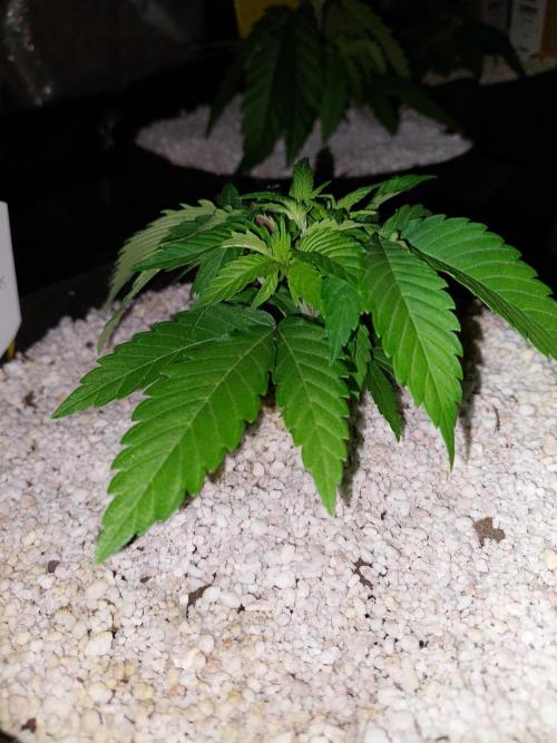Sunset sherbet go fast. Week 5