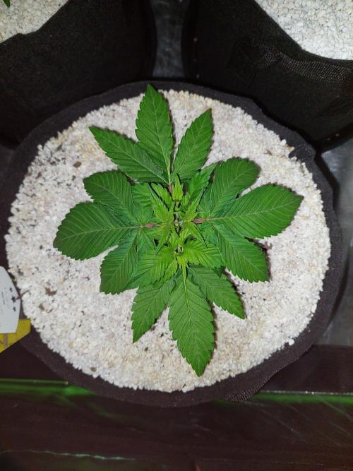 Sunset sherbet go fast. Week 5