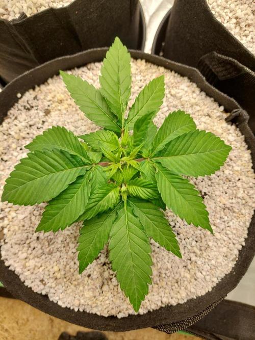 Sunset sherbet go fast. Week 5