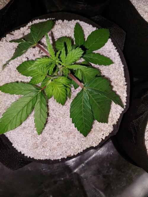 Rainbow sherbet 🌈. Week 4