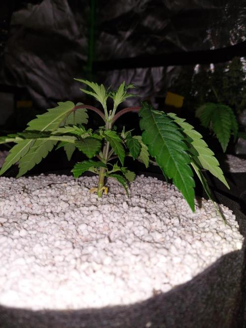 Rainbow sherbet 🌈. Week 4