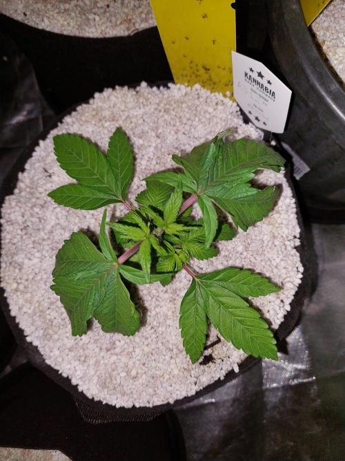 Rainbow sherbet 🌈. Week 4