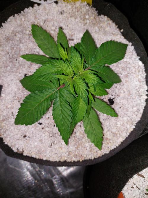 Oreoz USA. Week 5