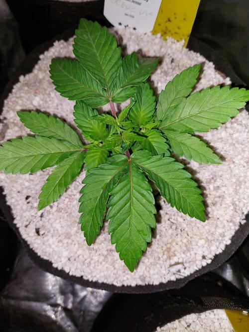 Oreoz USA. Week 5