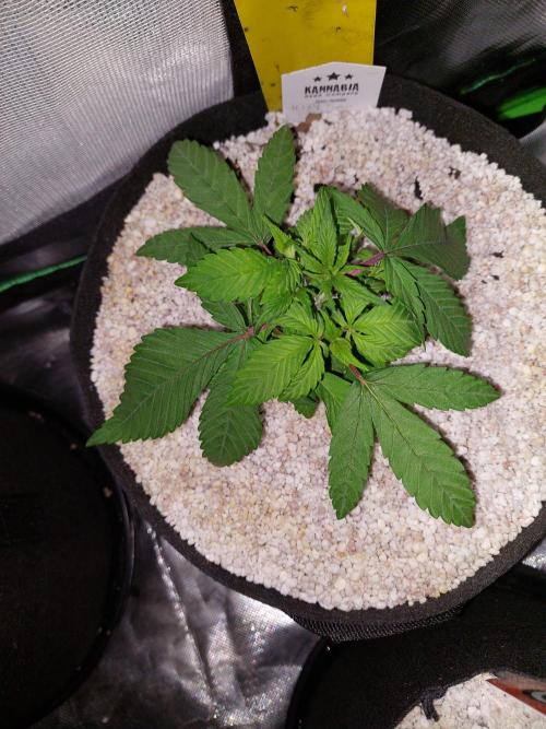 Terp and tonic. Week 4