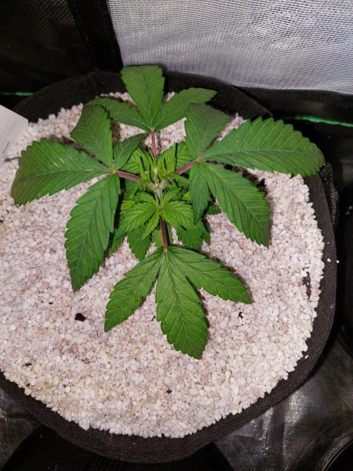 Terp and Tonic. Week 4