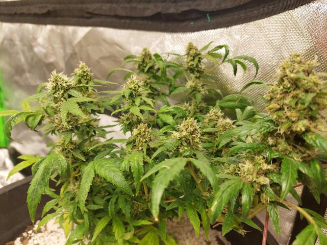 . Week 9