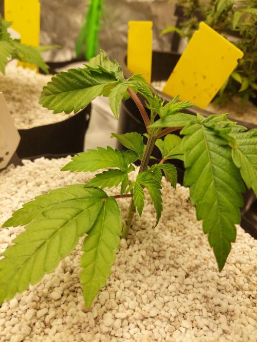 Rainbow sherbet 🌈. Week 4