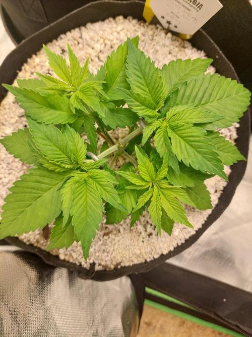 Sunset sherbet go fast. Week 5