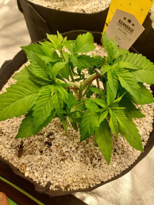 Sunset sherbet go fast. Week 5