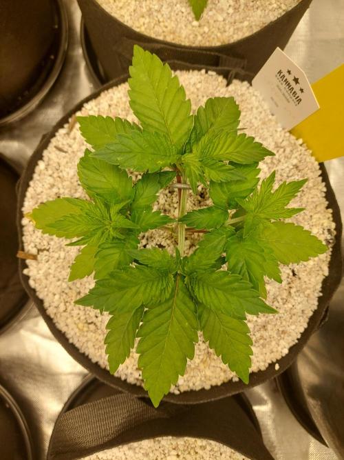 Oreoz USA. Week 5