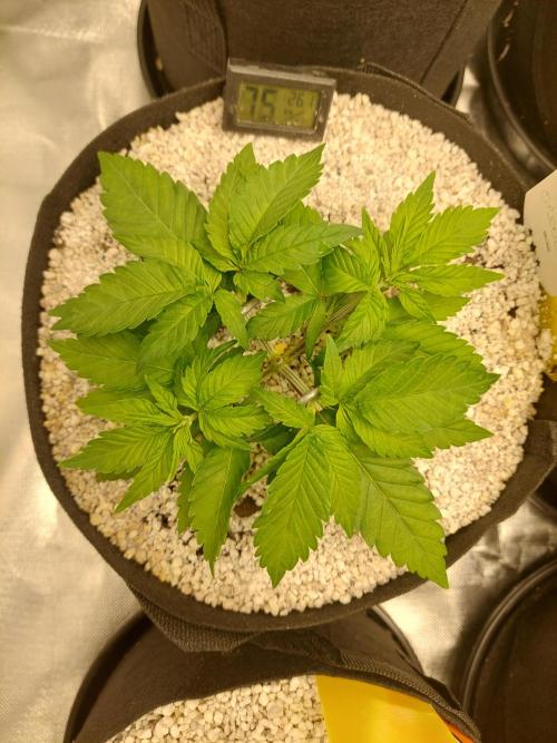 Oreoz USA. Week 5