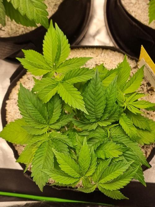 Sunset sherbet go fast. Week 6