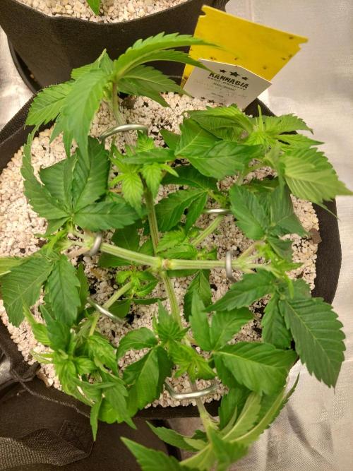 Sunset sherbet go fast. Week 6