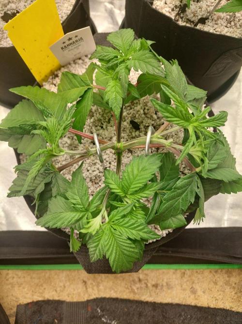 Rainbow sherbet 🌈. Week 5